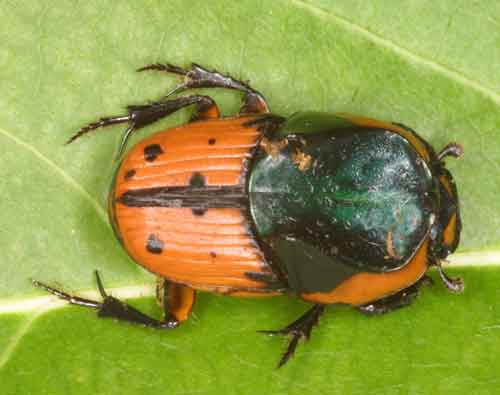 Other beetles